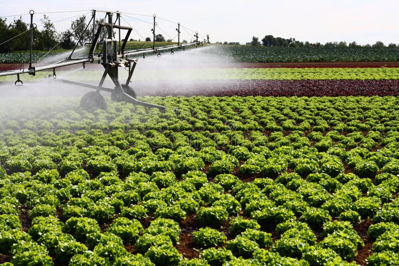 Modern irrigation system watering a farm field of vegetables in sunlight. Modern irrigation system watering a farm field of vegetables in sunlight