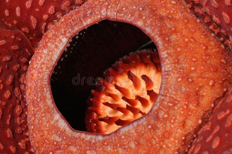 самый большой мир rafflesia цветка стоковая фотография rf самый большой мир rafflesia цветка стоковая фотография rf