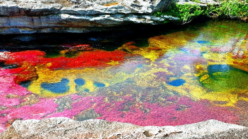 The colorful Cano Cristales River is a unique biological miracle with crystal clear water, in which in the dry season colored endemic plants create a unique palette of red, yellow, green, blue and black. A river of five colors. Rainbow river. The colorful Cano Cristales River is a unique biological miracle with crystal clear water, in which in the dry season colored endemic plants create a unique palette of red, yellow, green, blue and black. A river of five colors. Rainbow river.