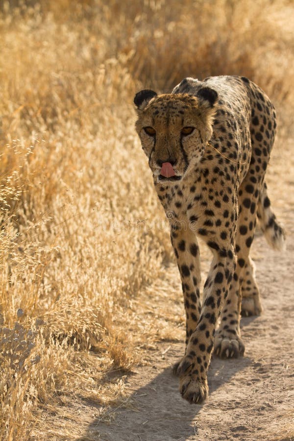 Cheetah portrait, safari Etosha, Namibia Africa. Cheetah portrait, safari Etosha, Namibia Africa