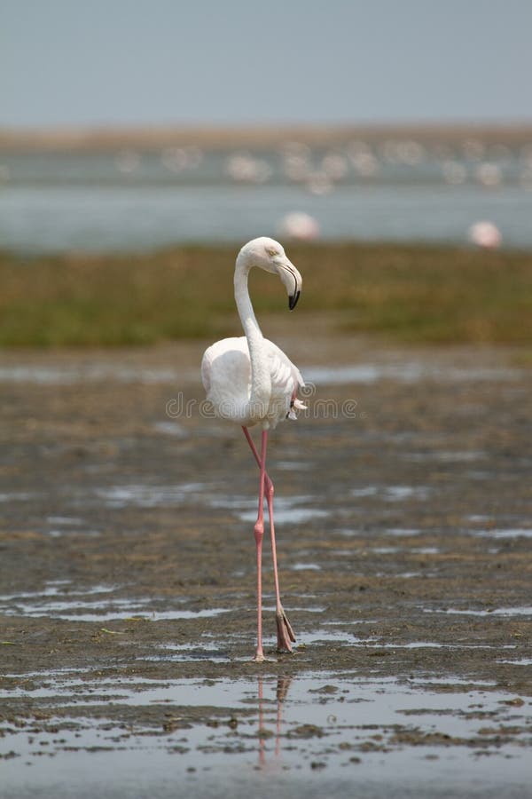 Wild flamingo bird, safari Walvis Bay, Namibia. Wild flamingo bird, safari Walvis Bay, Namibia