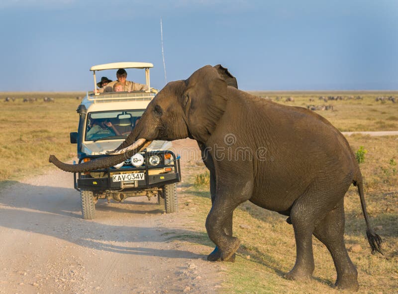 Сафари слона в национальном парке Amboseli, Кении стоковые фото Сафари слона в национальном парке Amboseli, Кении стоковые фото