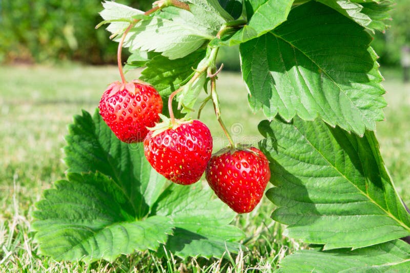 Closeup of Fresh ripe red strawberry. Bush grow in the garden. Closeup of Fresh ripe red strawberry. Bush grow in the garden.