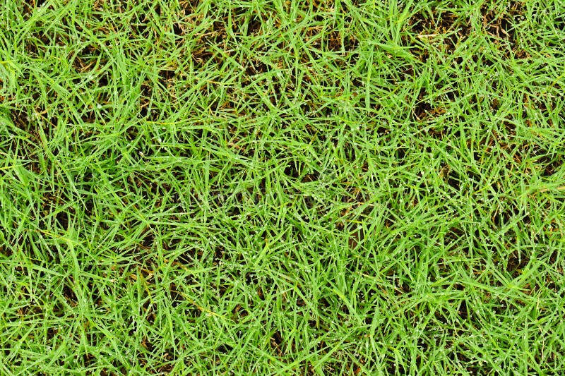 Свежая трава с водой падает предпосылка Стоковое Фото - изображение ...