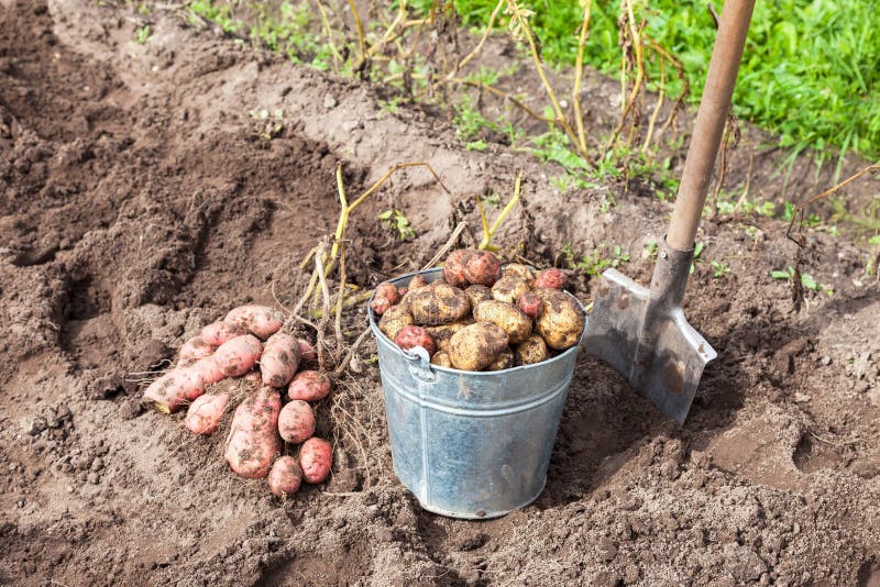 картошка в баллонах выращивание