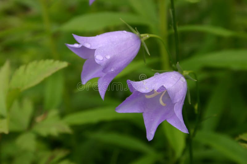 Drops on flowers just after a rain. Drops on flowers just after a rain.