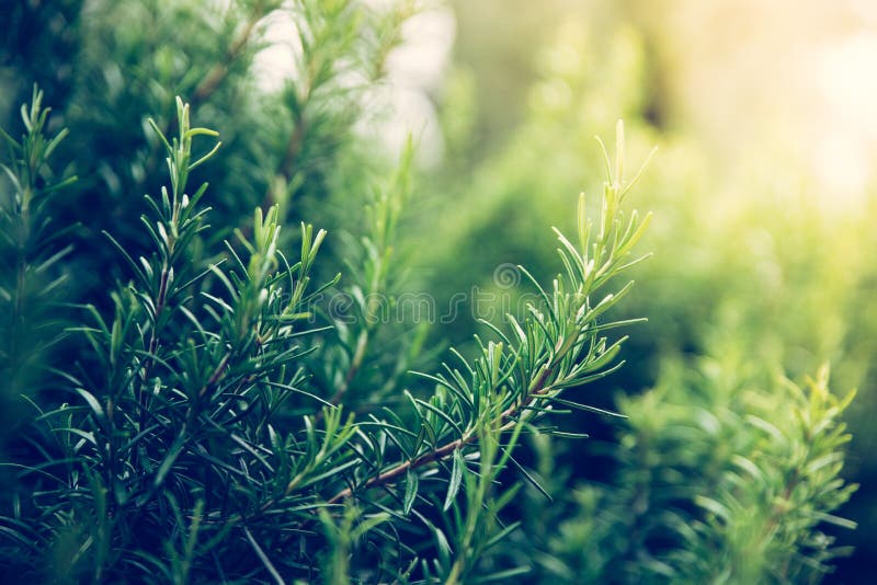 Свежее розмариновое масло в собственной задворк, bokeh стоковое фото Свежее розмариновое масло в собственной задворк, bokeh стоковое фото