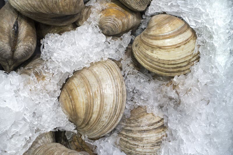 Свежие clams на льде для продажи на рыбном базаре стоковое фото Свежие clams на льде для продажи на рыбном базаре стоковое фото