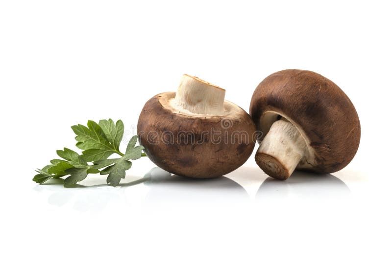 Свежие грибы champignon изолированные на белой предпосылке стоковые изображения Свежие грибы champignon изолированные на белой предпосылке стоковые изображения