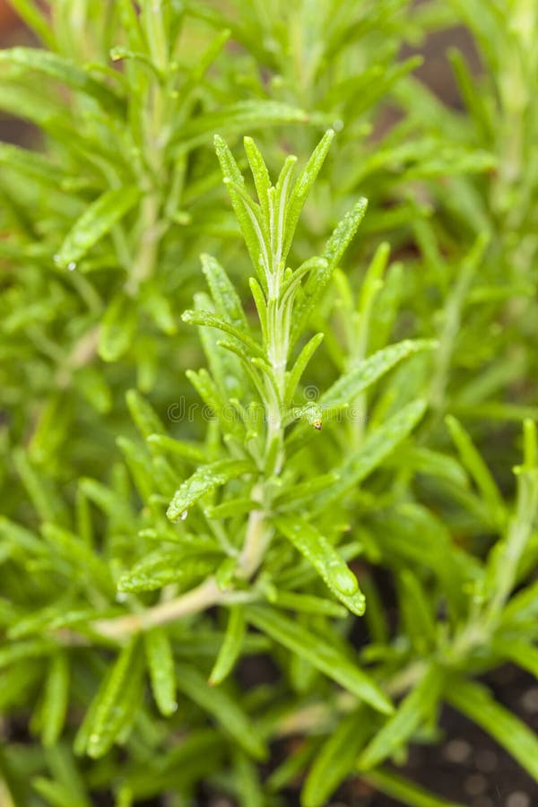 Fresh Green Rosemary Herbs in the Garden. Fresh Green Rosemary Herbs in the Garden