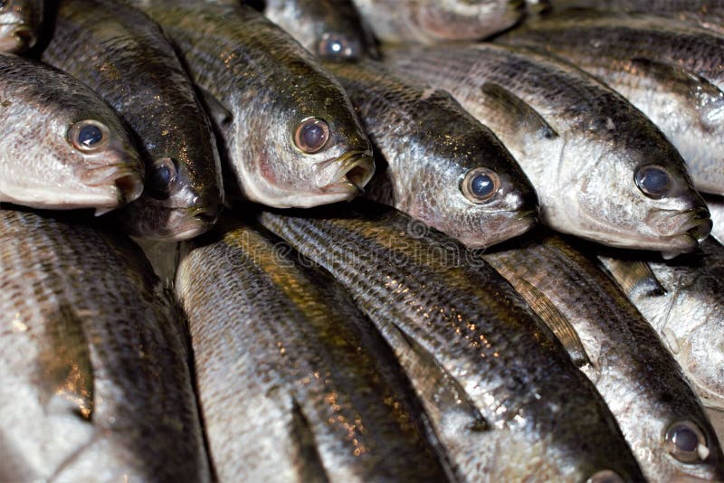Свежие рыбы на рыбном базаре в центральном Токио, Японии Tsukiji стоковая фотография rf Свежие рыбы на рыбном базаре в центральном Токио, Японии Tsukiji стоковая фотография rf