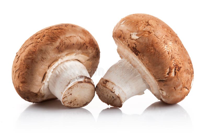 Свежий champignon гриба 2 стоковые изображения Свежий champignon гриба 2 стоковые изображения