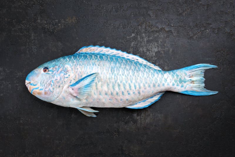 Свежий parrotfish соленой воды старая черная доска стоковое фото