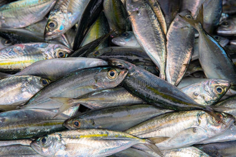 Свежий вид на крышу груды рыбы-солёной воды Магазин морепродуктов на местном рынке Свежий рыбный лов с маккерель Морская рыба стоковое фото rf