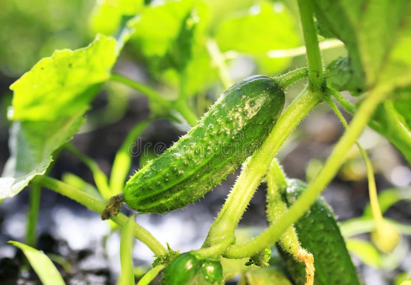 Свежий здоровый vegetable зеленый огурец, который выросли в саде g стоковая фотография Свежий здоровый vegetable зеленый огурец, который выросли в саде g стоковая фотография