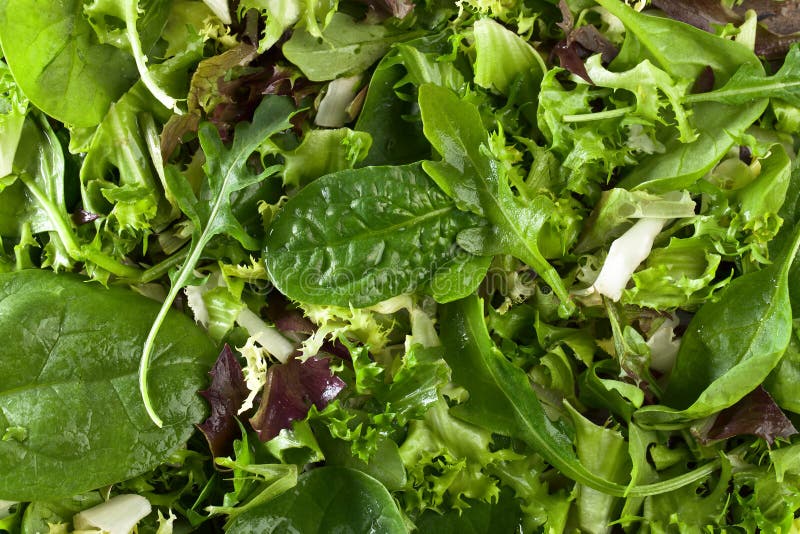 Свежий зеленый салат с шпинатом, arugula и салатом стоковые изображения Свежий зеленый салат с шпинатом, arugula и салатом стоковые изображения