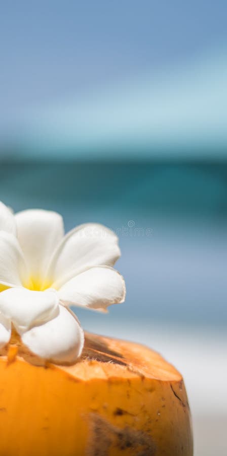 Свежий молодой оранжевый кокос с трубкой для напитков и цветков Plumeria в тропическом курорте около океана стоковая фотография rf