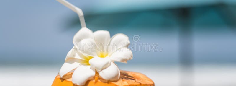 Свежий молодой оранжевый кокос с трубкой для напитков и цветков Plumeria в тропическом курорте около океана стоковые фотографии rf