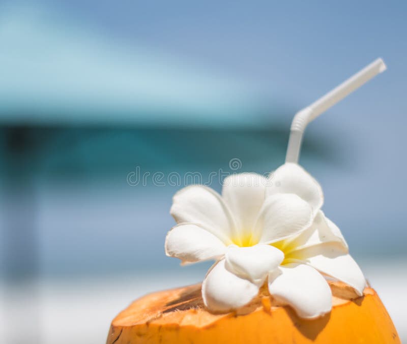 Свежий молодой оранжевый кокос с трубкой для напитков и цветков Plumeria в тропическом курорте около океана стоковое фото