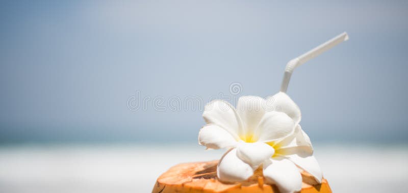 Свежий молодой оранжевый кокос с трубкой для напитков и цветков Plumeria в тропическом курорте около океана стоковые фото