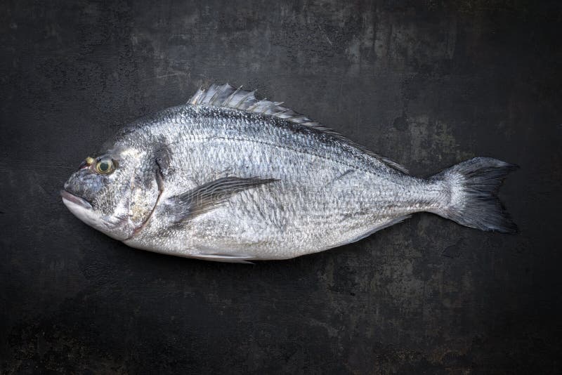 Свежий пагр gilthead соленой воды на черном фоне деревенскую стоковая фотография