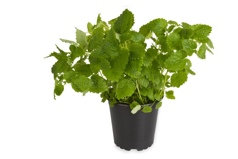 Fresh Peppermint in pot isolated on white background. Fresh Peppermint in pot isolated on white background