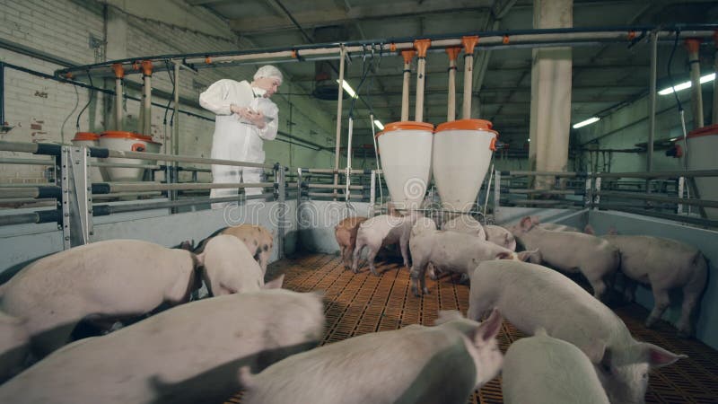 Свиньи фермы шуршают под контролем мужского работника