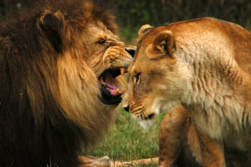 A male lion raging into the ear of his mate. A male lion raging into the ear of his mate.