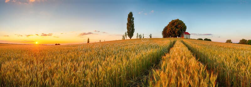Сельская местность панорамы пшеничного поля лета, земледелие