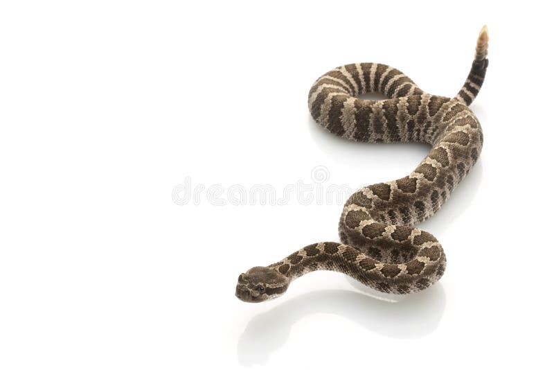 Northern Pacific Rattlesnake (Crotalus oreganus) isolated on white background. Northern Pacific Rattlesnake (Crotalus oreganus) isolated on white background.