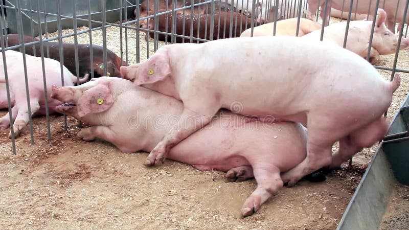 Мужик ебет свиней на свинарнике порно видео на поселокдемидов.рф