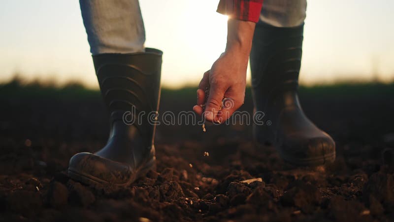 сельское хозяйство. фермерское семена. концепция сельского хозяйства. руки фермера посадят семя в