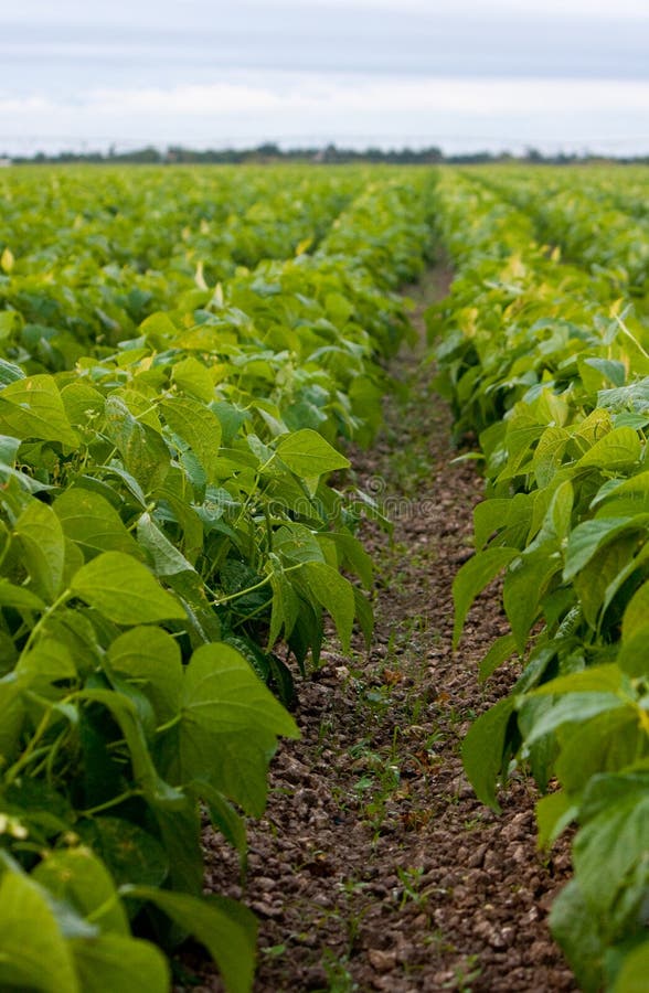 A lush field of bean plants growing in southern Florida. There is a big tractor watering system in the distance to keep such a large expanse of farmland green and healthy. A lush field of bean plants growing in southern Florida. There is a big tractor watering system in the distance to keep such a large expanse of farmland green and healthy.