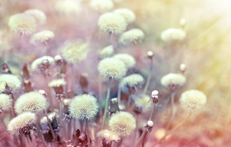 Dandelion seeds lit - illuminated by sun rays. Dandelion seeds lit - illuminated by sun rays