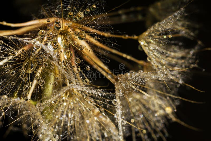 Семена одуванчика макроса с Waterdrops стоковое фото