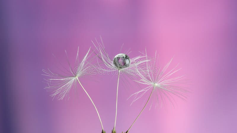 Three dandelion seeds on pink purple background with droplet of water. Three dandelion seeds on pink purple background with droplet of water