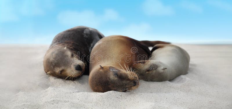 Семья морского льва в песке лежа на островах Галапагос пляжа - милых прелестных животных