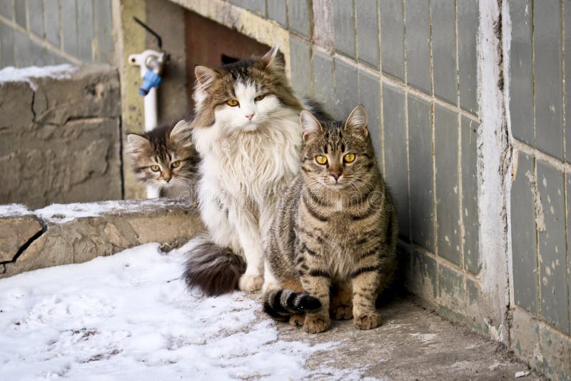 Семья папы и мамы кошек улицы бездомного котенка сидят ждать еда стоковое фото rf