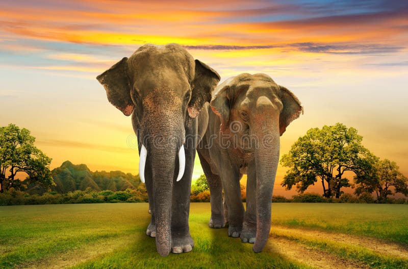 Elephants over sunset with reflection. Elephants over sunset with reflection