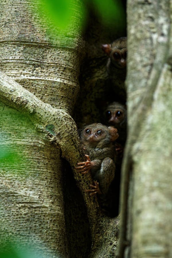 Семья спектральных tarsiers, спектр Tarsius, портрет редких эндемичных ночных млекопитающих, небольшой милый примат в большом дер стоковая фотография Семья спектральных tarsiers, спектр Tarsius, портрет редких эндемичных ночных млекопитающих, небольшой милый примат в большом дер стоковая фотография