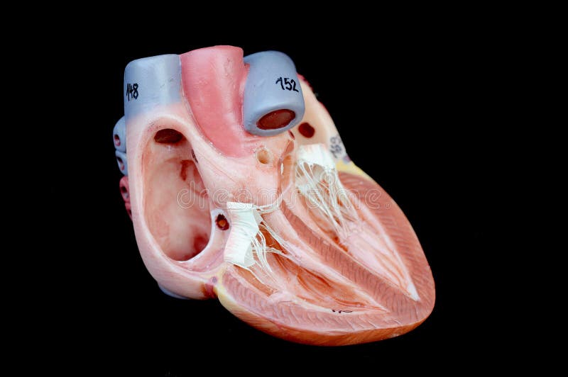 Anatomy of human heart model. Anatomy of human heart model