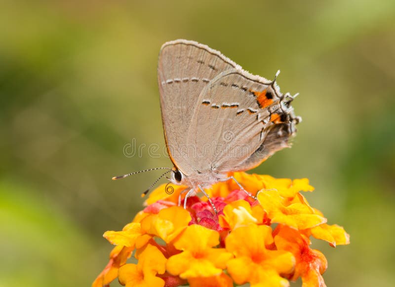 Серая бабочка Hairstreak на ярком красном и желтом цветке Lantana стоковое фото rf Серая бабочка Hairstreak на ярком красном и желтом цветке Lantana стоковое фото rf