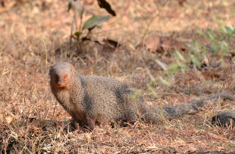 Indian Gray Mongoose in its habitat . Gray Mongoose can be seen in group of 4-5 animals and some times with their young ones also. Their scientific name is Herpestes edwardsii. Once they were killed in large numbers for their hair. Indian Gray Mongoose in its habitat . Gray Mongoose can be seen in group of 4-5 animals and some times with their young ones also. Their scientific name is Herpestes edwardsii. Once they were killed in large numbers for their hair.