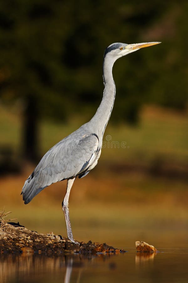 Серая цапля, Ardea cinerea, в воде, запачканная трава в предпосылке Цапля в озере леса Птица в среду обитания природы, идя внутри стоковая фотография rf Серая цапля, Ardea cinerea, в воде, запачканная трава в предпосылке Цапля в озере леса Птица в среду обитания природы, идя внутри стоковая фотография rf