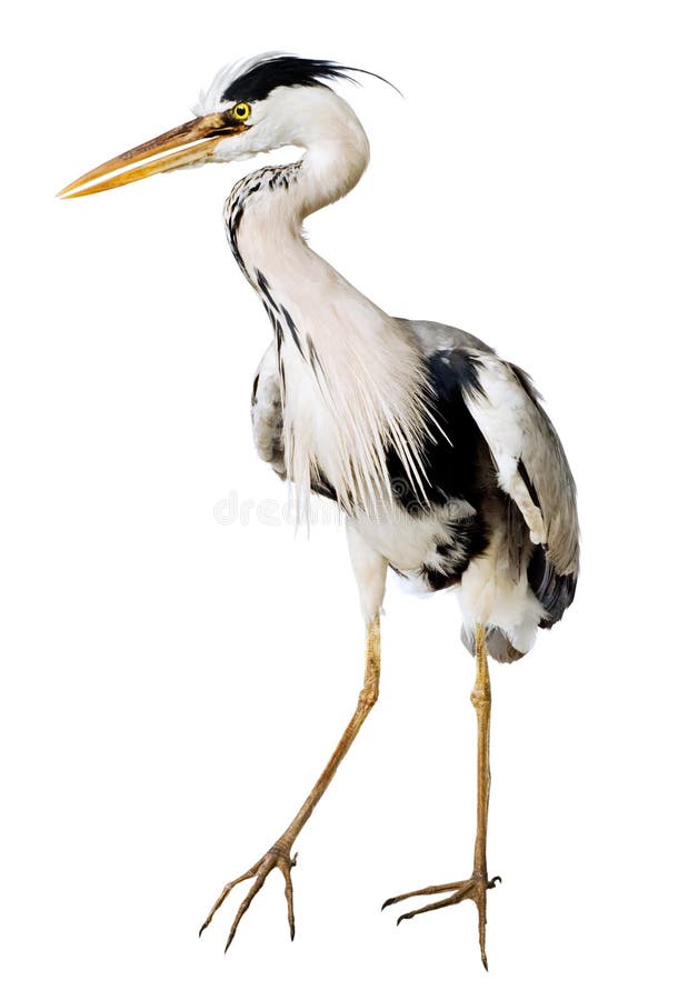 Gray heron Ardea cinerea on a white background. Gray heron Ardea cinerea on a white background