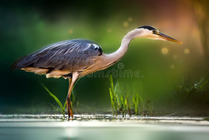Серая цапля на озере стоковое фото. Image of фауна, вода - 104526484
