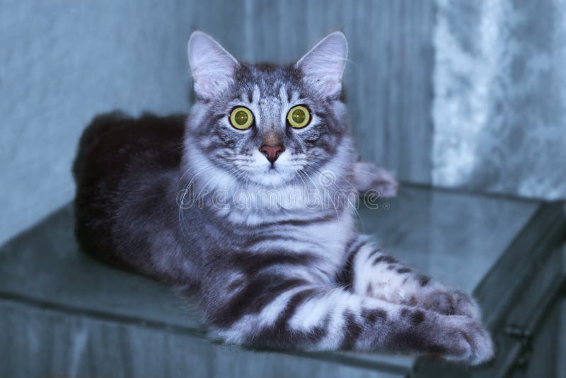 Серебряное красивое Kurilian голубого кота bobtail, шикарный стоковое изображение rf Серебряное красивое Kurilian голубого кота bobtail, шикарный стоковое изображение rf