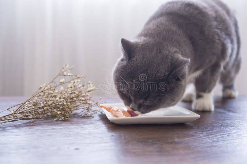 Серые великобританские коты shorthair едят мясо стоковое фото rf Серые великобританские коты shorthair едят мясо стоковое фото rf