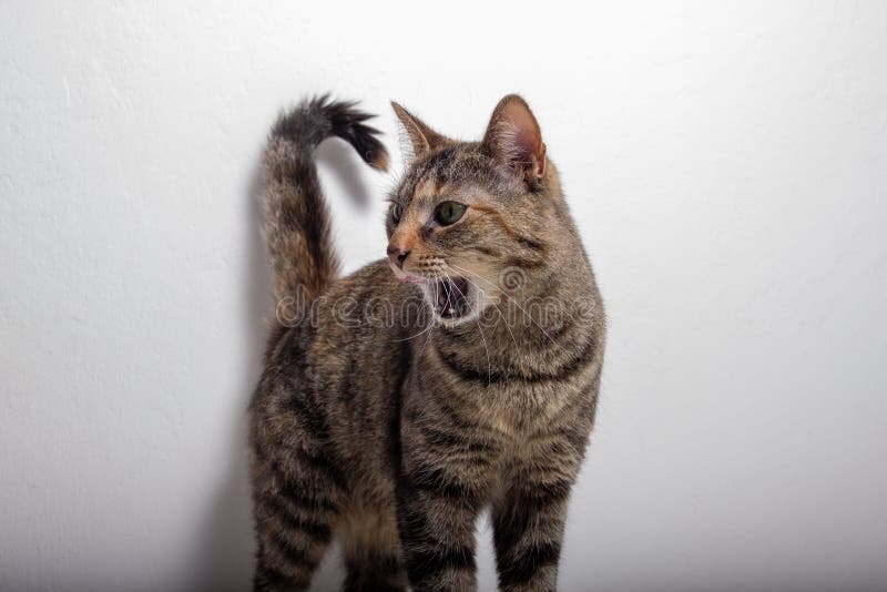 Серые сулои кота tabby раскрывают ее рот стоковая фотография rf Серые сулои кота tabby раскрывают ее рот стоковая фотография rf
