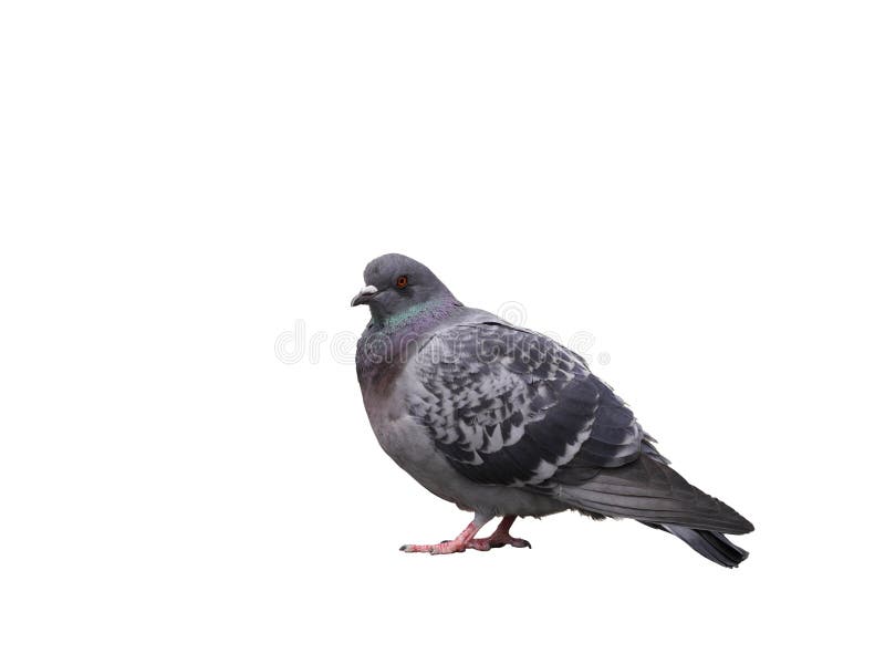 Gray pigeon on a white background. Gray pigeon on a white background